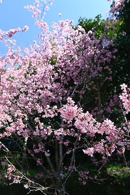 縁起木＊開運＊幹と根がぶっとく頑丈【沈丁花＊千里香＊大きな苗木】春到来芳しい香り 縁起木＊開運＊幹と根がぶっとく頑丈【沈丁花＊千里香＊大きな
